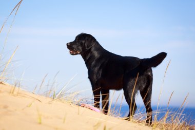 doğa üzerinde köpek