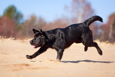 doğa üzerinde köpek