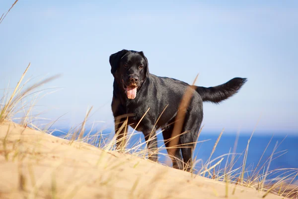 Hond op aard — Stockfoto