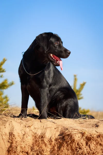 Hond op aard — Stockfoto