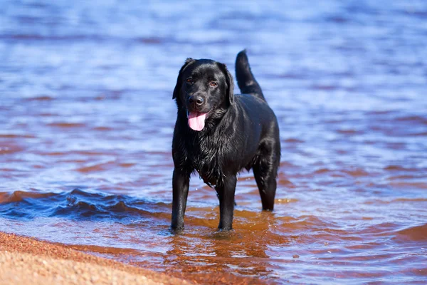 Perro en la naturaleza —  Fotos de Stock