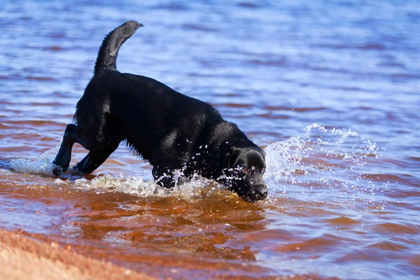 Doğa üzerinde köpek — Stok fotoğraf