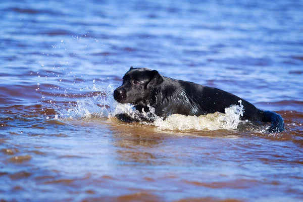 Perro en la naturaleza —  Fotos de Stock