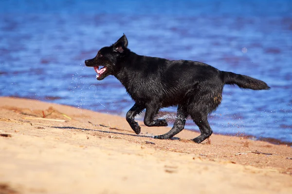 Perro en la naturaleza — Foto de Stock