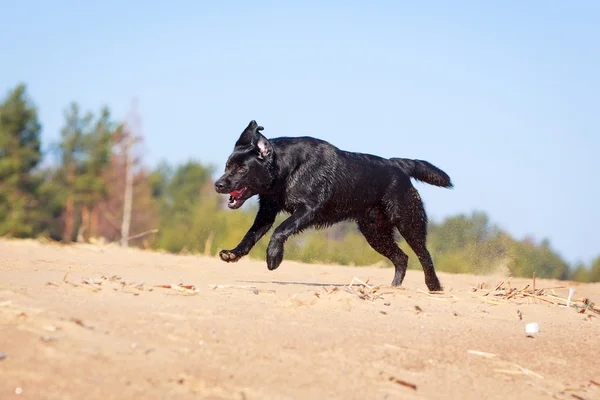 Hond op aard — Stockfoto