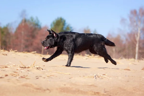 Hond op aard — Stockfoto