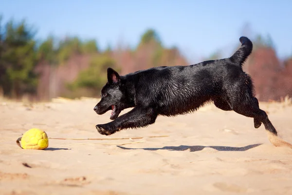 Perro en la naturaleza — Foto de Stock