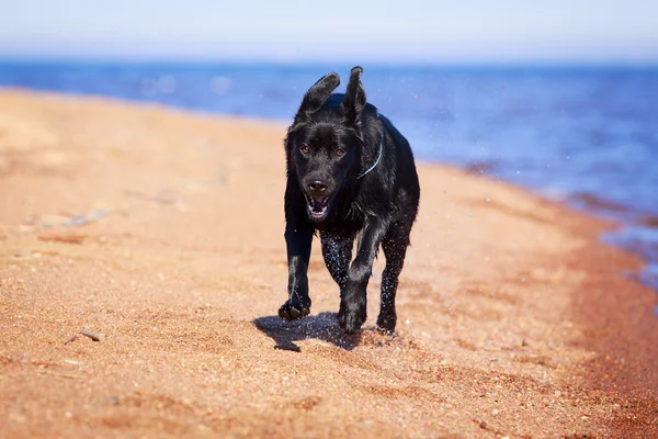 Doğa üzerinde köpek — Stok fotoğraf