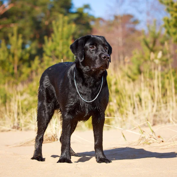 Dog on nature — Stock Photo, Image