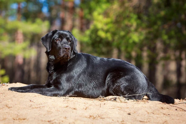 Dog on nature — Stock Photo, Image