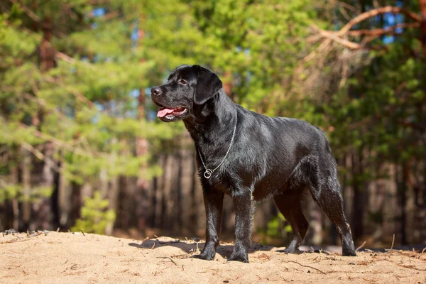 Dog on nature — Stock Photo, Image