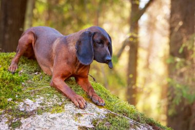 doğa üzerinde köpek