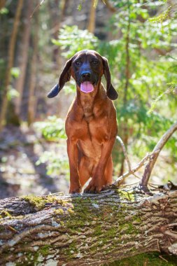 doğa üzerinde köpek