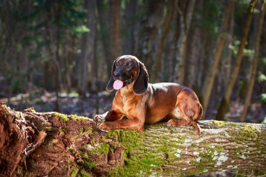 doğa üzerinde köpek