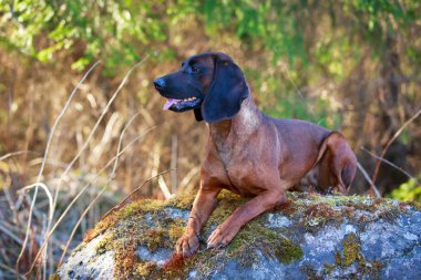 doğa üzerinde köpek