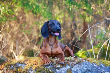doğa üzerinde köpek