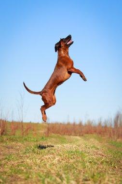 doğa üzerinde köpek