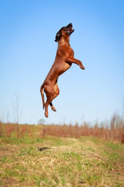 doğa üzerinde köpek