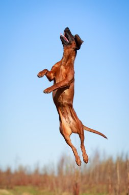 doğa üzerinde köpek