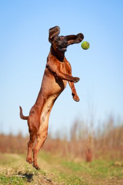 doğa üzerinde köpek