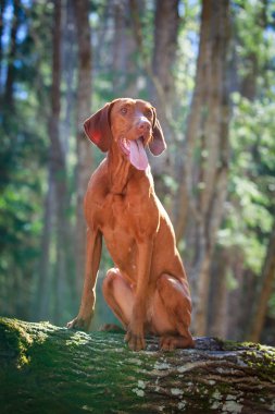 doğa üzerinde köpek
