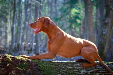 doğa üzerinde köpek