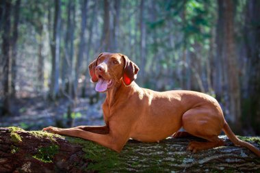 doğa üzerinde köpek
