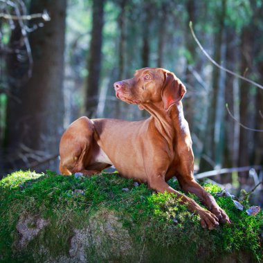 doğa üzerinde köpek