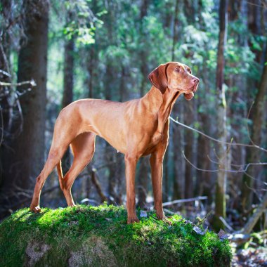 doğa üzerinde köpek