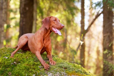 doğa üzerinde köpek