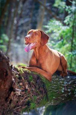 doğa üzerinde köpek