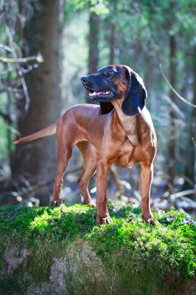 Doğa üzerinde köpek — Stok fotoğraf