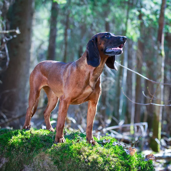 Hond op aard — Stockfoto