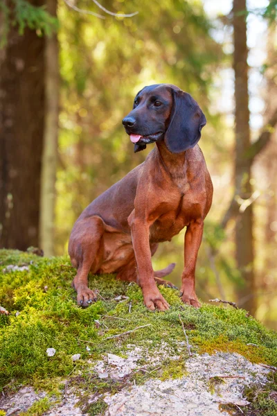 Hund på natur — Stockfoto