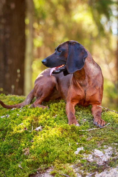 Doğa üzerinde köpek — Stok fotoğraf