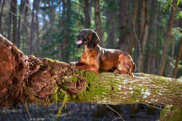 Hond op aard — Stockfoto