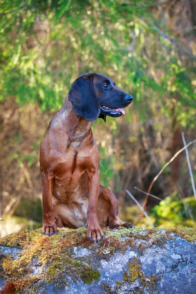 Hond op aard — Stockfoto