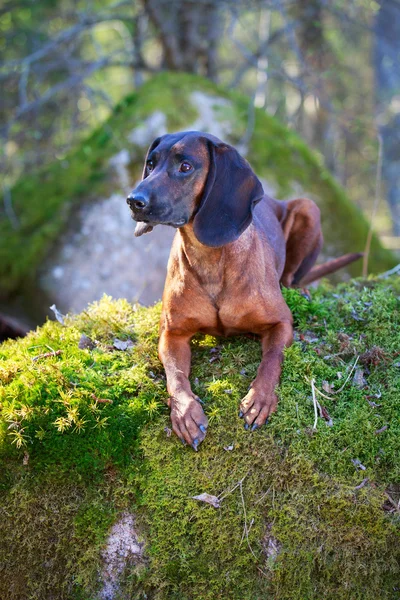 Doğa üzerinde köpek — Stok fotoğraf