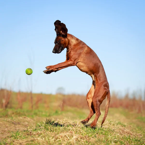 Perro en la naturaleza —  Fotos de Stock