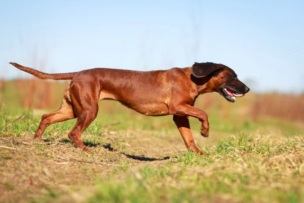 Hond op aard — Stockfoto