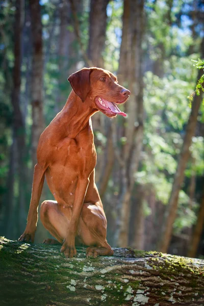 Cão na natureza — Fotografia de Stock