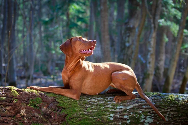 自然に犬 — ストック写真
