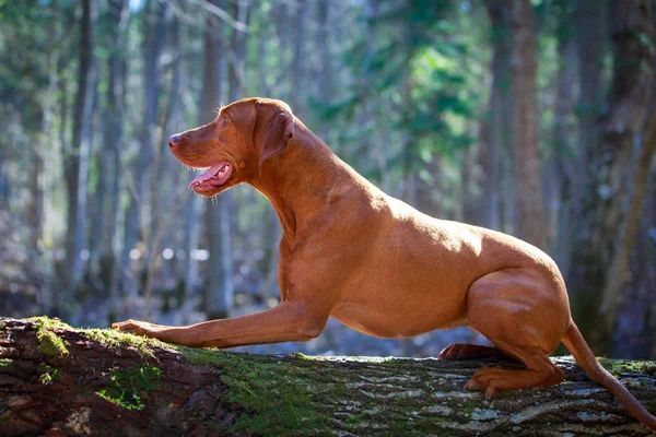 Doğa üzerinde köpek — Stok fotoğraf