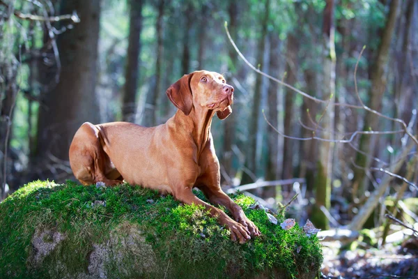 Hond op aard — Stockfoto