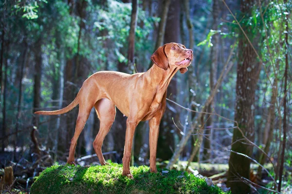 Hund auf der Natur — Stockfoto