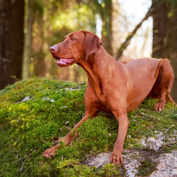 Hond op aard — Stockfoto