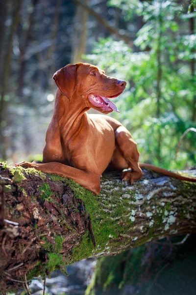 Doğa üzerinde köpek — Stok fotoğraf