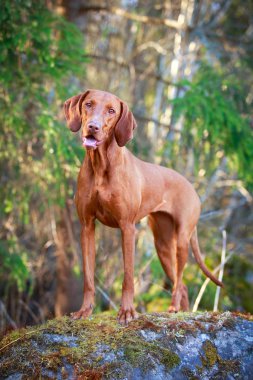 doğa üzerinde köpek