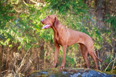 doğa üzerinde köpek