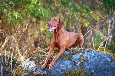 doğa üzerinde köpek